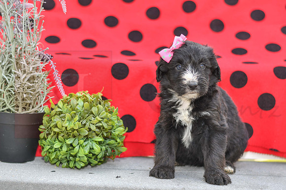 Dizzy_F_0691_Aussiedoodle-3
