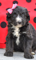 Dizzy_F_0691_Aussiedoodle-4