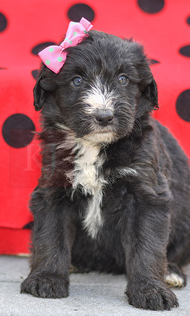 Dizzy_F_0691_Aussiedoodle-4