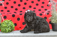 Dora_F_0693_Aussiedoodle-1