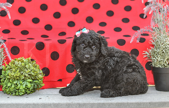Dora_F_0693_Aussiedoodle-1