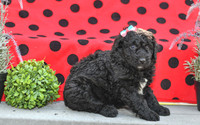 Dora_F_0693_Aussiedoodle-2
