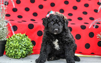 Dora_F_0693_Aussiedoodle-3