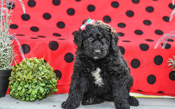 Dora_F_0693_Aussiedoodle-3