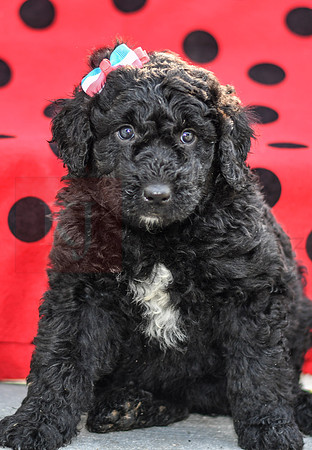 Dora_F_0693_Aussiedoodle-4