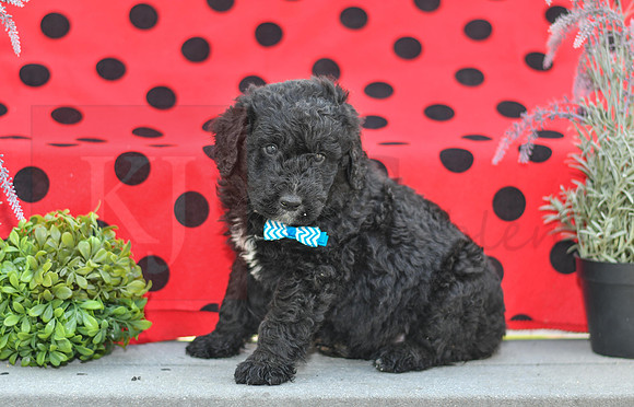 Duke_M_0692_Aussiedoodle-1