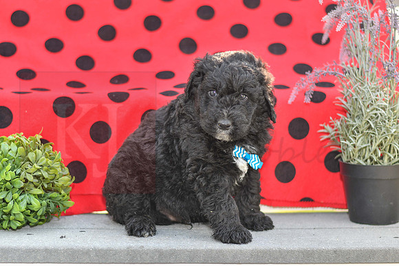 Duke_M_0692_Aussiedoodle-2