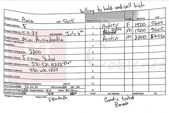 05.11.23 Mini Aussiedoodle Sell Sheet