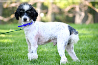 Mickey Mouse_15#_Poodle