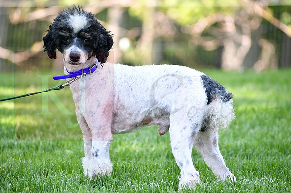Mickey Mouse_15#_Poodle