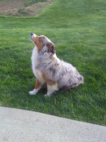 Kia_15#_Mini Aussie