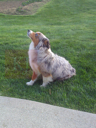 Kia_15#_Mini Aussie