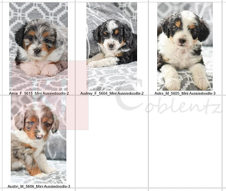 05.11.23 Mini Aussiedoodles Litter Photo