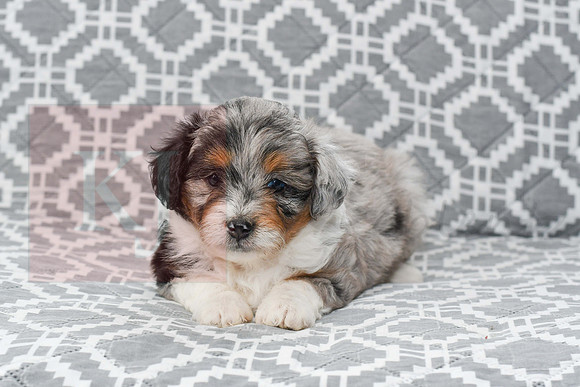 Amia_F_5615_Mini Aussiedoodle-1