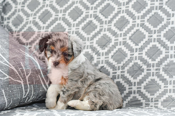 Amia_F_5615_Mini Aussiedoodle-4