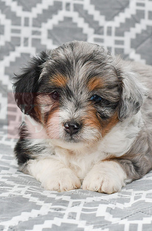 Amia_F_5615_Mini Aussiedoodle-2