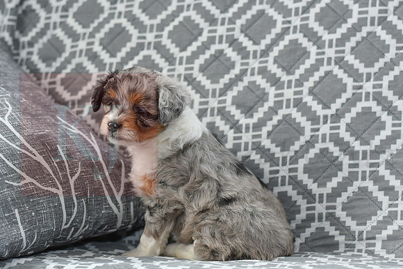 Amia_F_5615_Mini Aussiedoodle-3