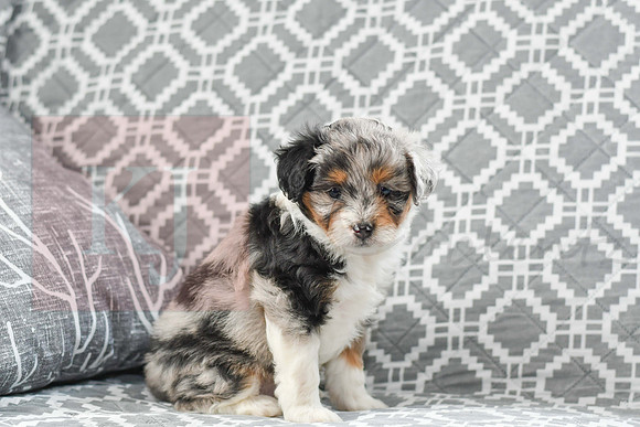 Amia_F_5615_Mini Aussiedoodle-5