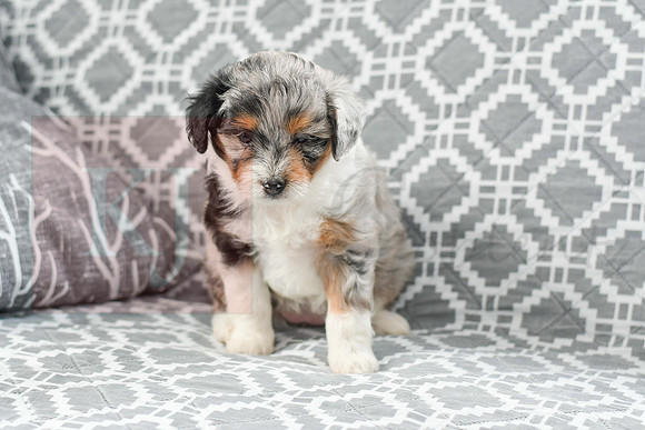 Amia_F_5615_Mini Aussiedoodle-6