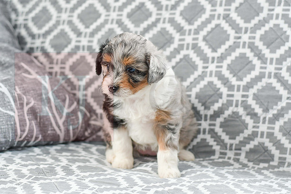 Amia_F_5615_Mini Aussiedoodle-7