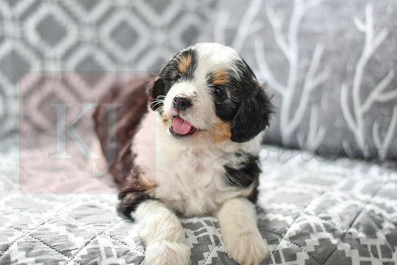 Astro_M_5605_Mini Aussiedoodle-1