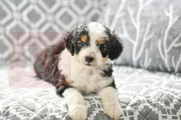 Astro_M_5605_Mini Aussiedoodle-2