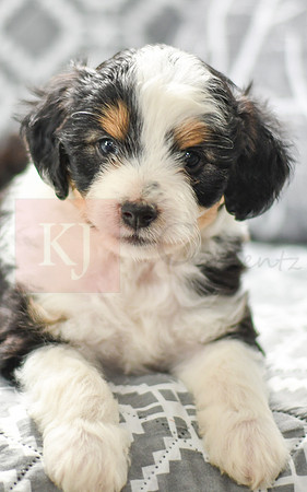 Astro_M_5605_Mini Aussiedoodle-3
