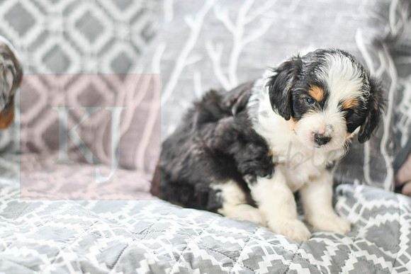Astro_M_5605_Mini Aussiedoodle-5