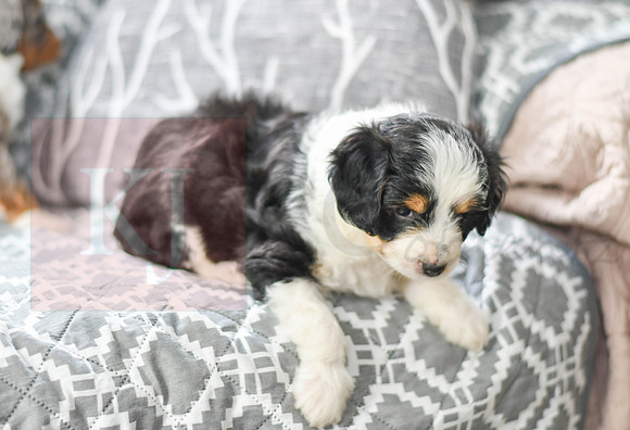 Astro_M_5605_Mini Aussiedoodle-6