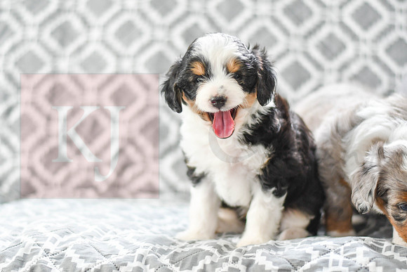 Astro_M_5605_Mini Aussiedoodle-7
