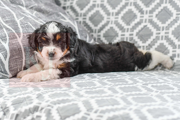 Audrey_F_5604_Mini Aussiedoodle-1