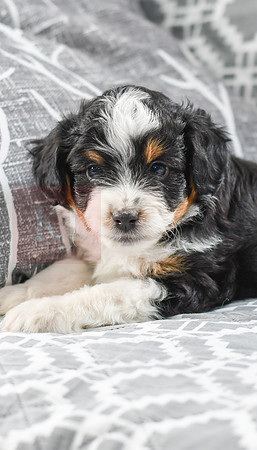 Audrey_F_5604_Mini Aussiedoodle-2