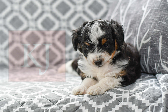 Audrey_F_5604_Mini Aussiedoodle-3