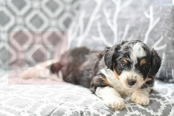 Audrey_F_5604_Mini Aussiedoodle-4