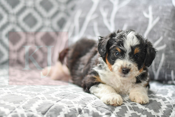 Audrey_F_5604_Mini Aussiedoodle-5
