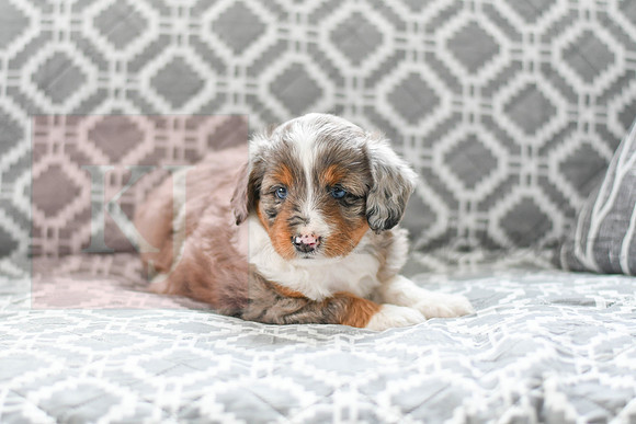 Austin_M_5606_Mini Aussiedoodle-1