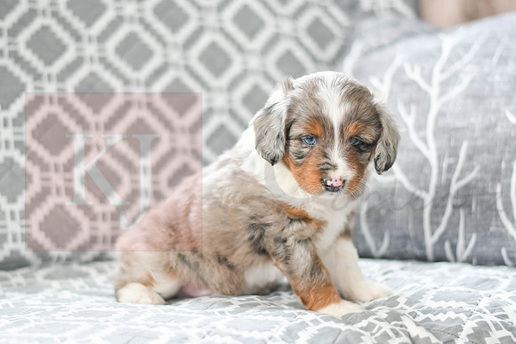 Austin_M_5606_Mini Aussiedoodle-2