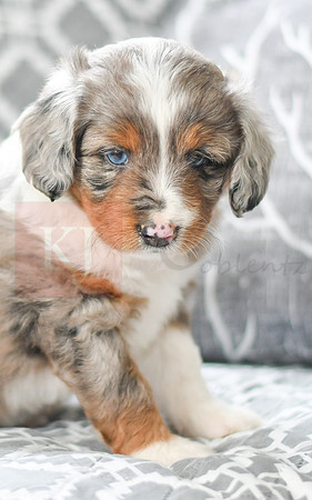Austin_M_5606_Mini Aussiedoodle-3