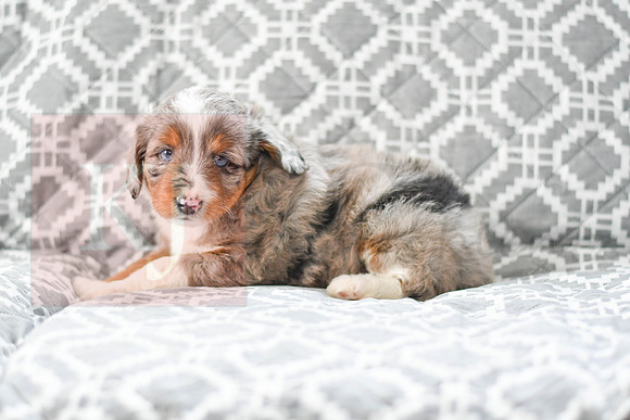 Austin_M_5606_Mini Aussiedoodle-4