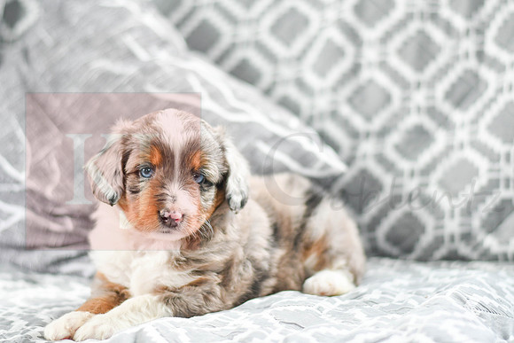 Austin_M_5606_Mini Aussiedoodle-5