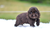 Jace_M_9540_Cocker Spaniel-3