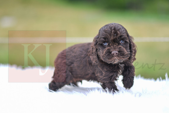 Jace_M_9540_Cocker Spaniel-3