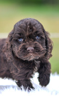 Jace_M_9540_Cocker Spaniel-4