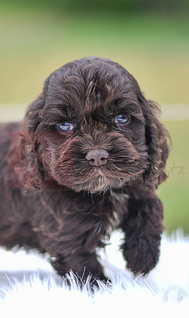 Jace_M_9540_Cocker Spaniel-4