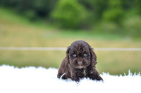 Jace_M_9540_Cocker Spaniel-1