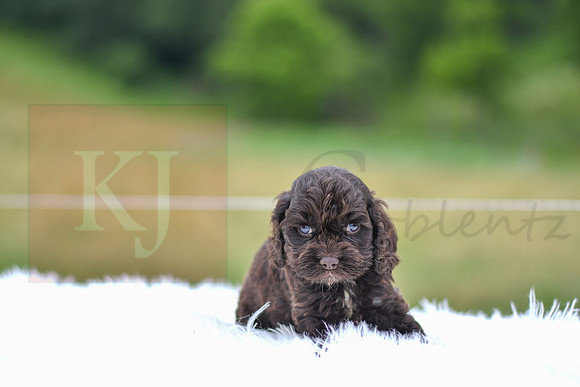 Jace_M_9540_Cocker Spaniel-1