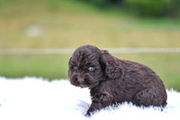 Jace_M_9540_Cocker Spaniel-2