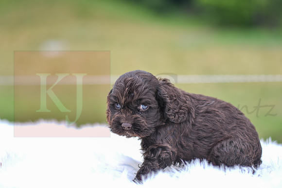 Jace_M_9540_Cocker Spaniel-2