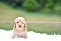 Jacklyn_F_9521_Cocker Spaniel-1