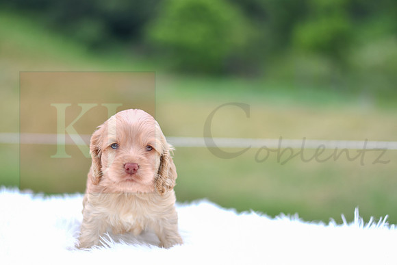 Jacklyn_F_9521_Cocker Spaniel-1